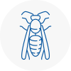 Stoke Wasp Nest Removal